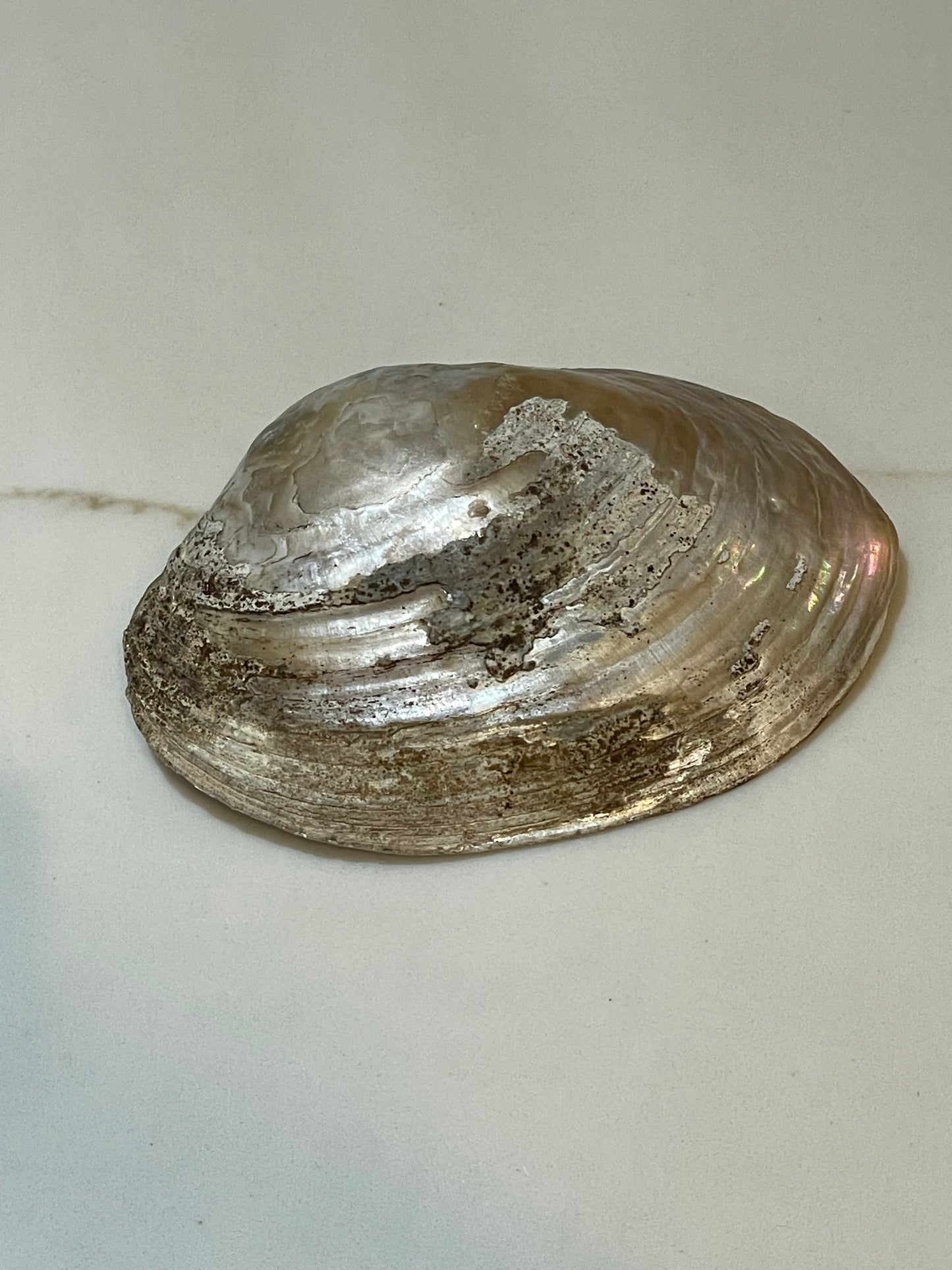 River shell with pearls ✨