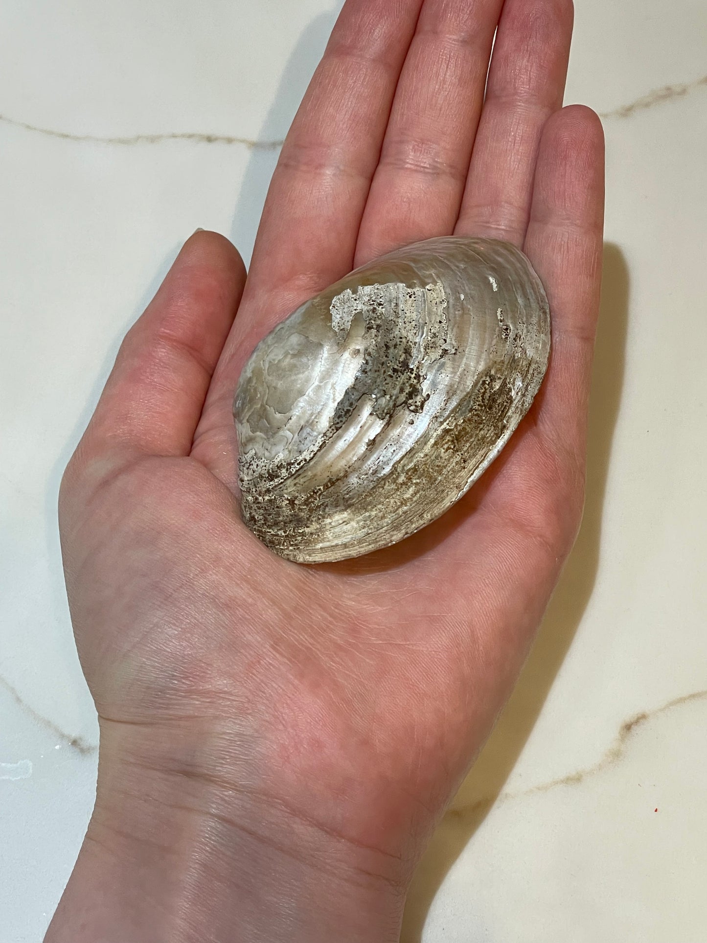 River shell with pearls ✨